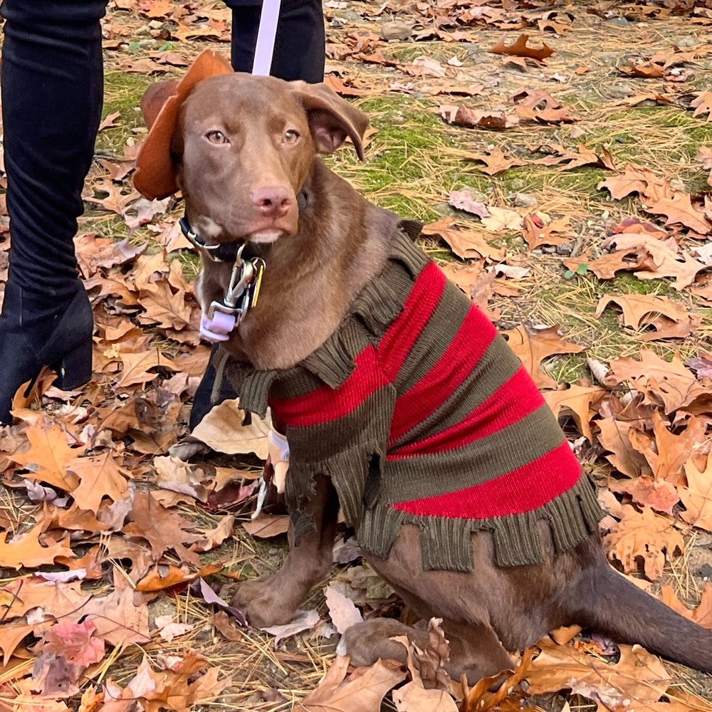 Dog Freddy Krueger 3-Piece Costume